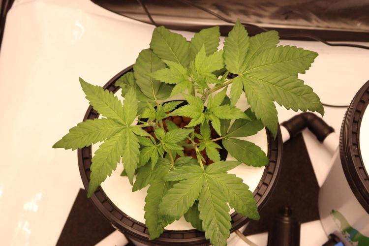 Hydro. Week 5