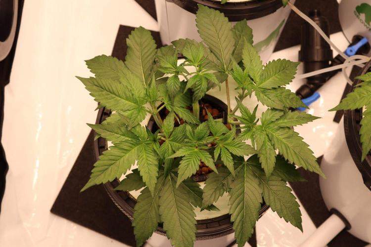 Hydro. Week 5