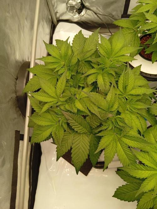 Hydro. Week 6