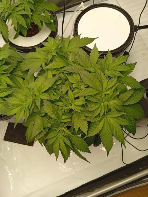 Pineapple Express. Week 6