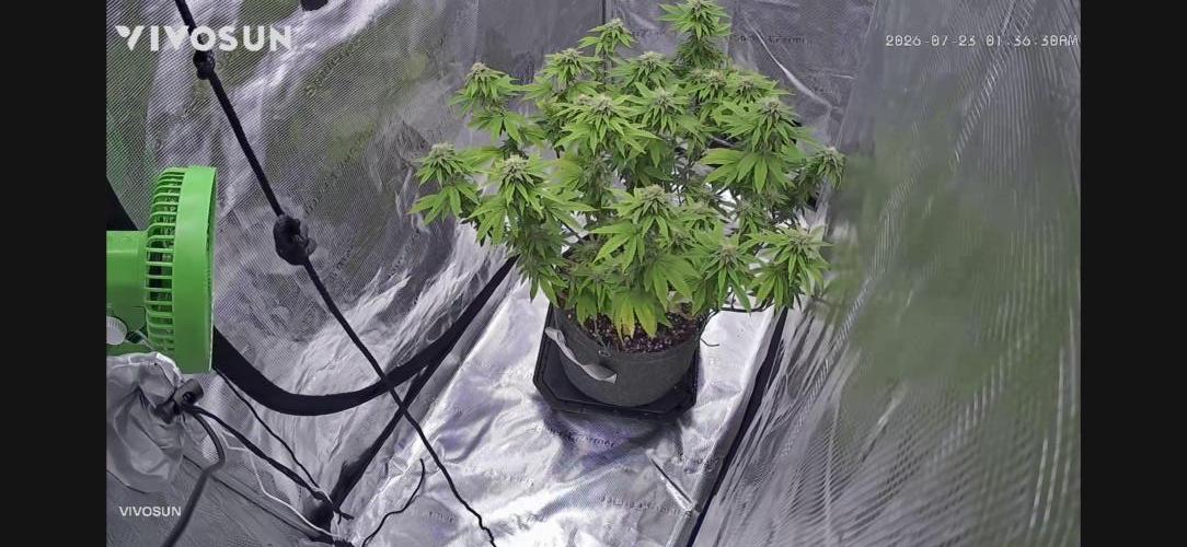 Gorilla Melon. Week 4