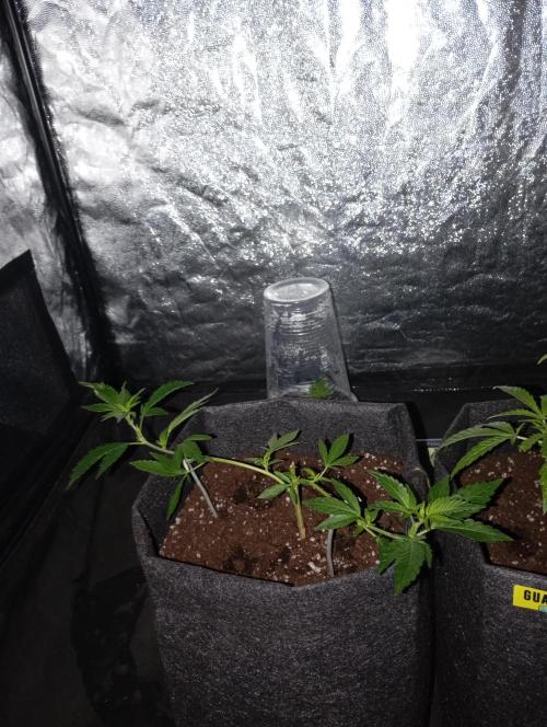 Mi primer cultivo. Week 1 - Esqueje Satelite 