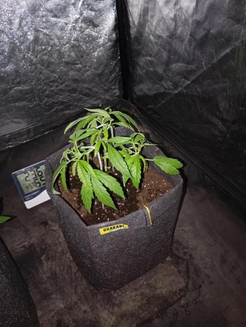 Mi primer cultivo. Week 1 - Esqueje Guarani