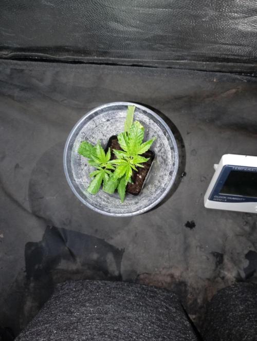 Mi primer cultivo. Week 1 - Tallo quebrado que voy a probar que haga raiz