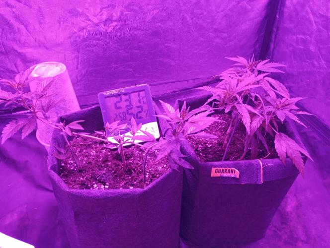Mi primer cultivo. Week 2