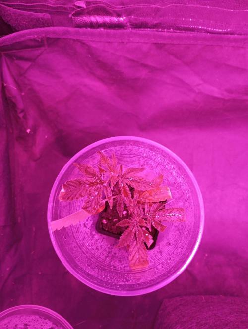 Mi primer cultivo. Week 2