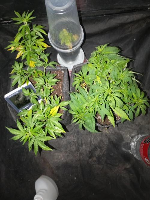 Mi primer cultivo. Week 3