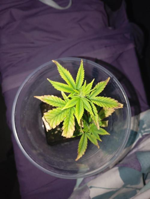 Mi primer cultivo. Week 3