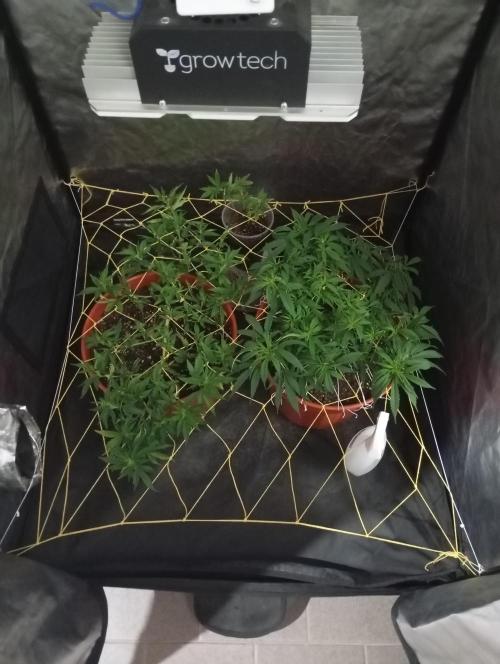 Mi primer cultivo. Week 4
