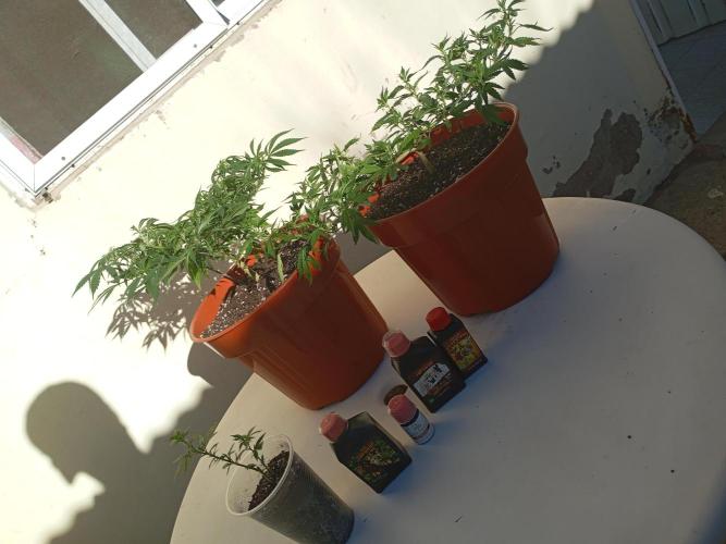 Mi primer cultivo. Week 4