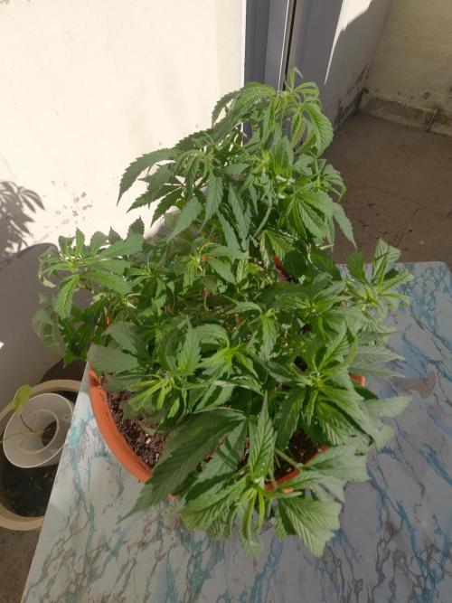 Mi primer cultivo. Week 4