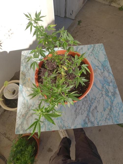 Mi primer cultivo. Week 4