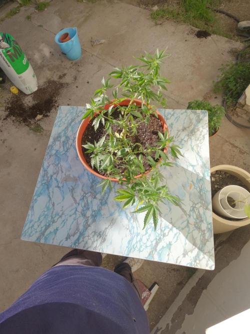 Mi primer cultivo. Week 4