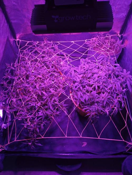Mi primer cultivo. Week 6
