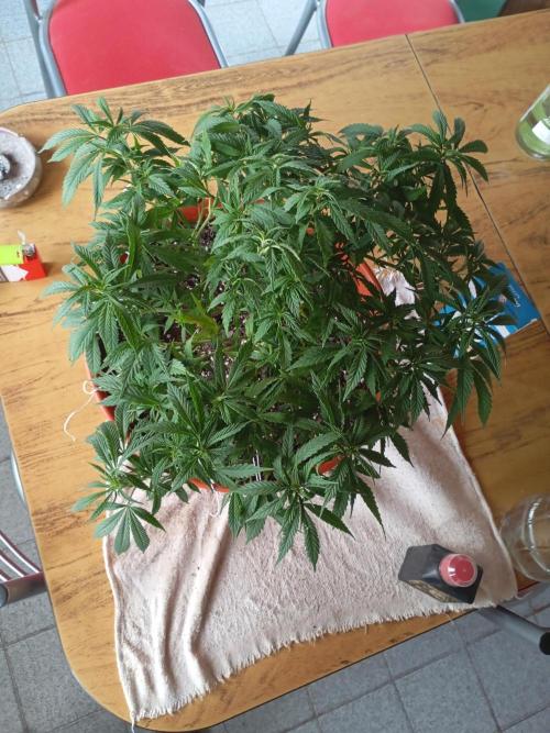 Mi primer cultivo. Week 6