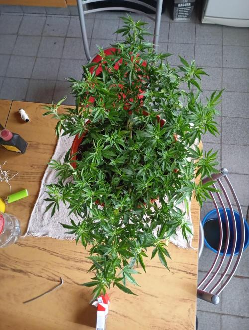 Mi primer cultivo. Week 6