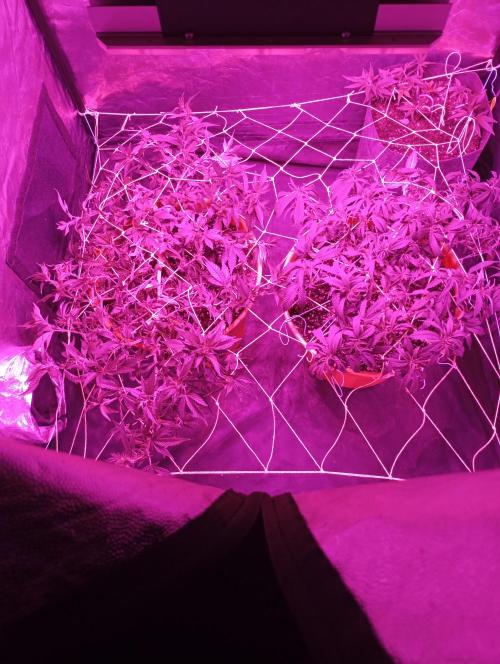 Mi primer cultivo. Week 6