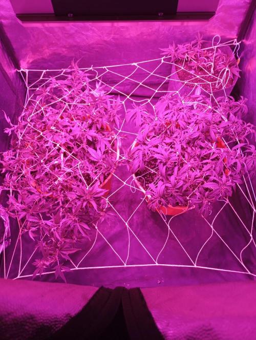 Mi primer cultivo. Week 6