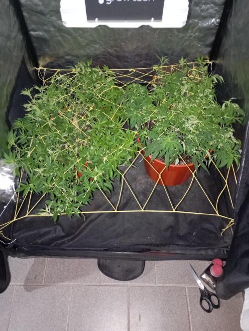 Mi primer cultivo. Week 6