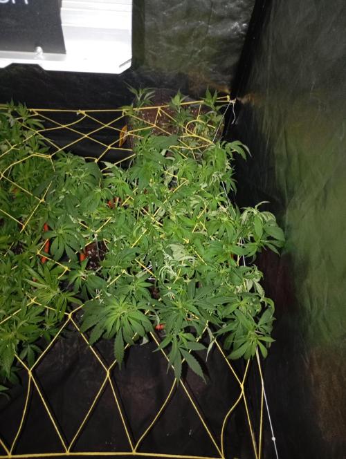 Mi primer cultivo. Week 6