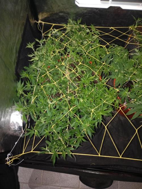 Mi primer cultivo. Week 6