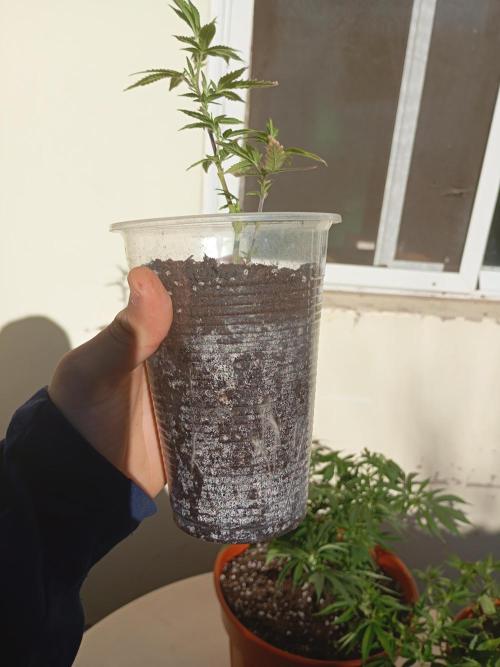Mi primer cultivo. Week 6