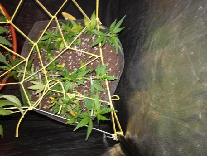 Mi primer cultivo. Week 6