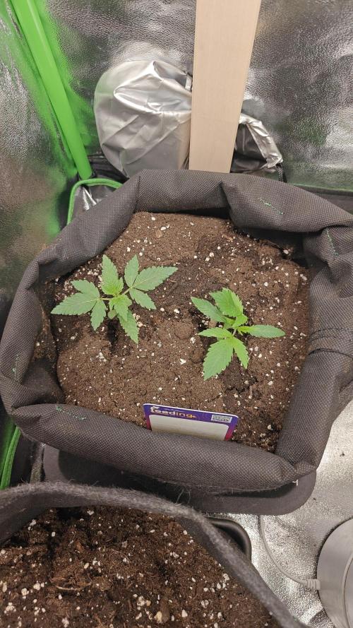 80x80x180 Growzelt. Week 3