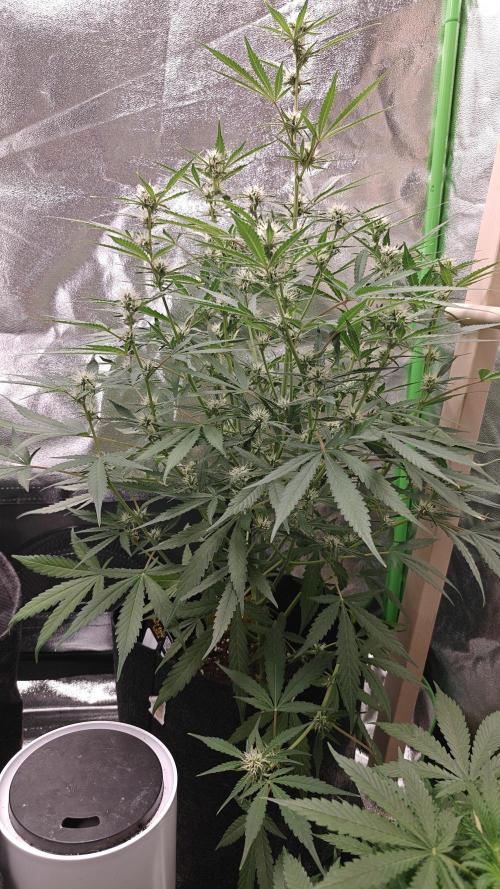 Apple Fritter. Week 7