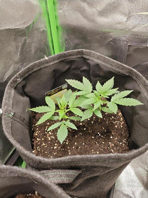 80x80x180 Growzelt. Week 3
