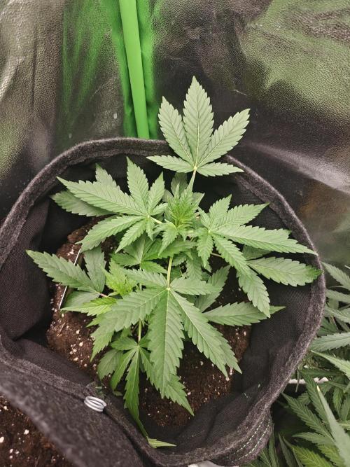 80x80x180 Growzelt. Week 4