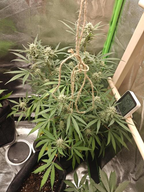 Apple Fritter. Week 8 - 11.08