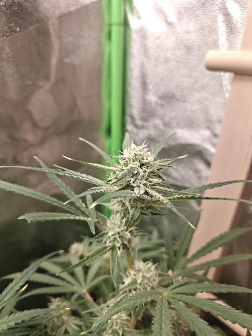 Apple Fritter. Week 8
