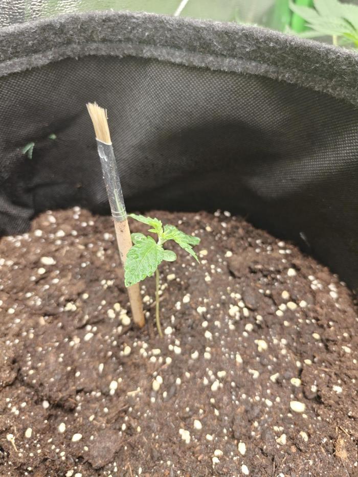 Apple Fritter. Week 1 - Am 11.08.26