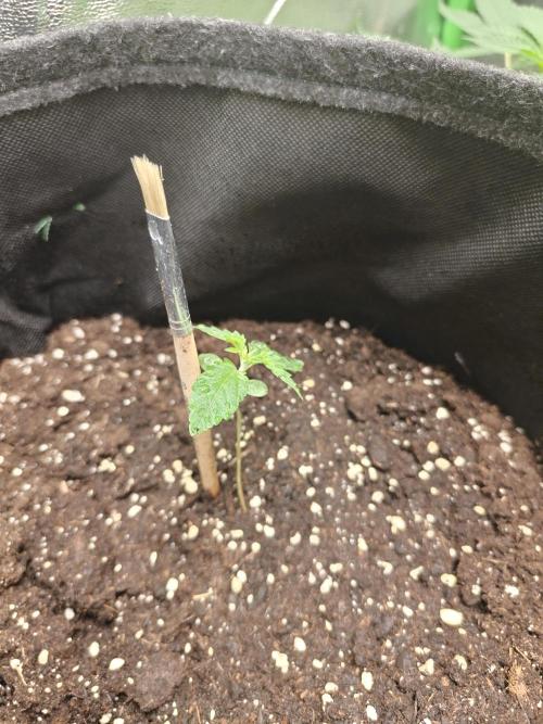 Growzelt. Week 1