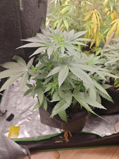80x80x180 Growzelt. Week 6