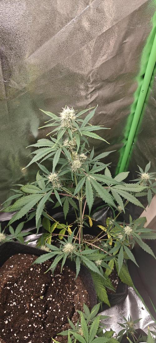 Growzelt. Week 6
