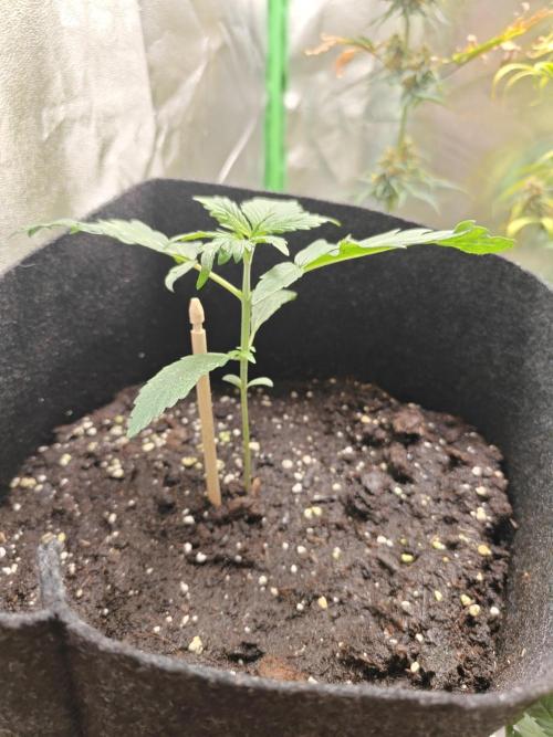 NYC SOUR DIESEL Auto. Week 1 - 29.09.2026, Ende 1 Woche der Vegetationphase