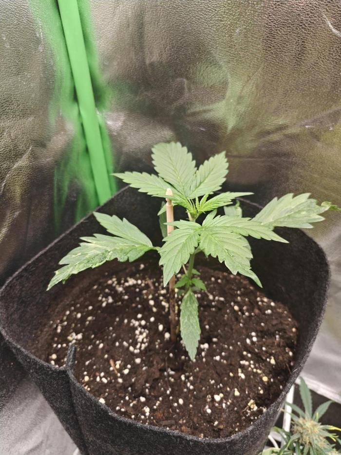 NYC SOUR DIESEL Auto. Week 2 - 01. Oktober