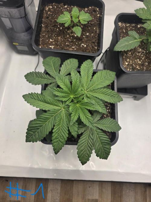 Black-C Beginners Grow. Week 3 - Black-C #1