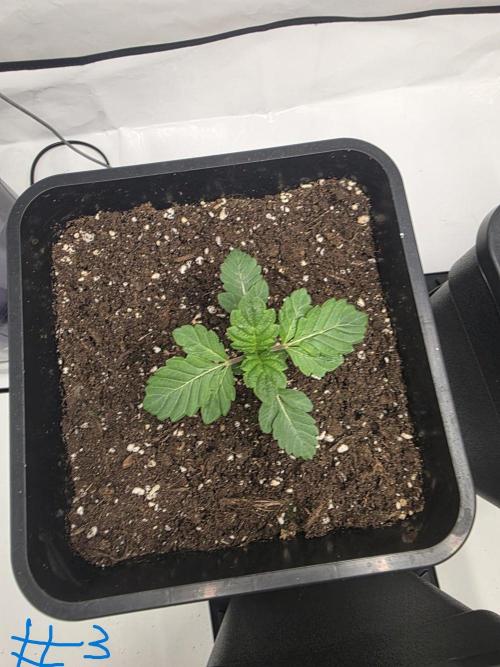 Black-C Beginners Grow. Week 3 - Black-C #3