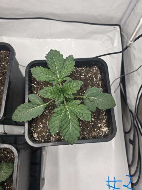 Black-C Beginners Grow. Week 3 - Black-C #2 Cripple