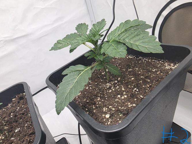 Black-C Beginners Grow. Week 3 - Black-C #2 Cripple
