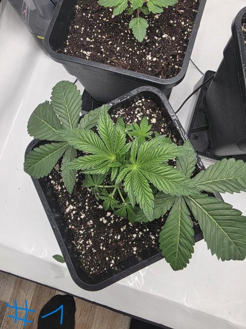 Black-C Beginners Grow. Week 3 - First defoliation Black-C #1
