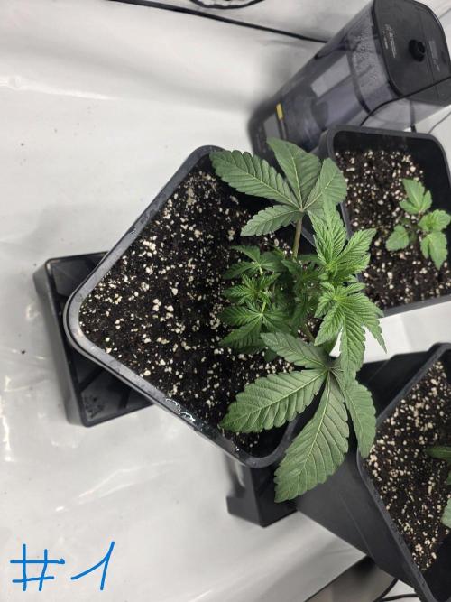 Black-C Beginners Grow. Week 3