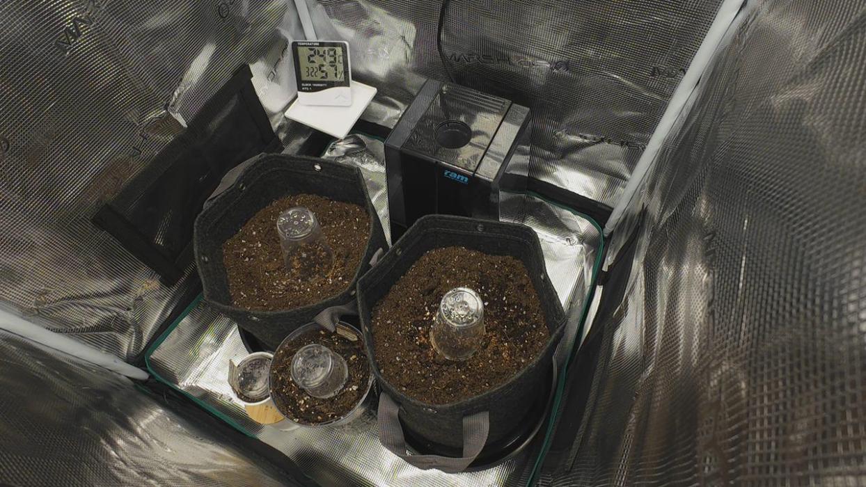 First ever grow. Week 0 - Being planted after their bath, the small pots are just tests