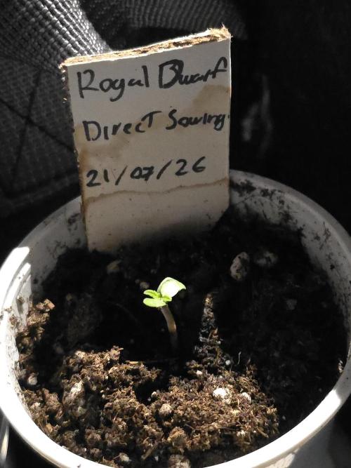 First ever grow. Week 1 - Royal Dwarf Party Cup Vol approx 180-200ml