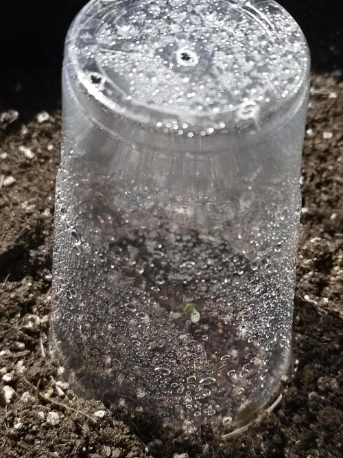 First ever grow. Week 1 - Green Gelato #2
3gl fabric pots