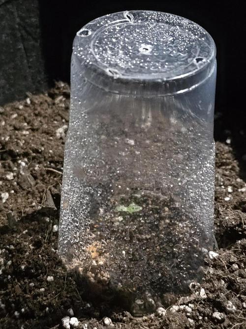 First ever grow. Week 0 - Green Gelato #1
Humidity Dome
Germinated