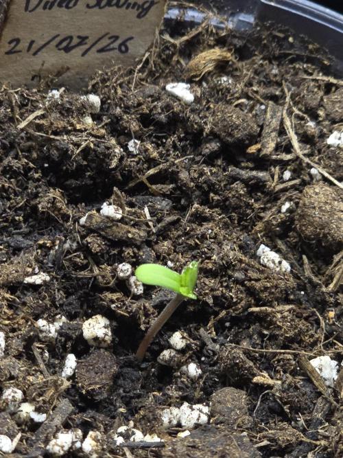First ever grow. Week 0 - Royal Dwarf #1
Dome removed early
Germinated